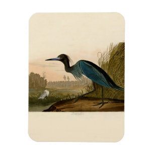 Audubon Blue Crane Heron Birds of America Magnet