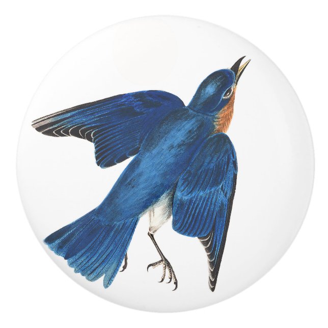 Audubon Bluebird Bird Wildlife Animal Knob (Front)