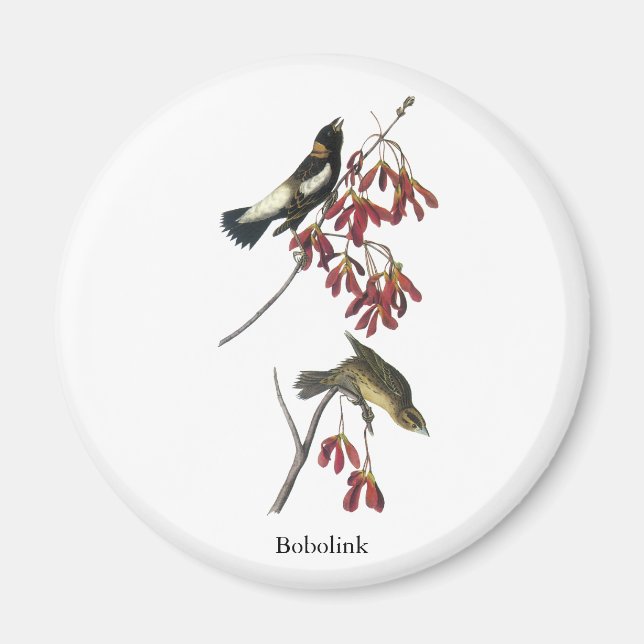 Audubon Bobolink Magnet (Front)