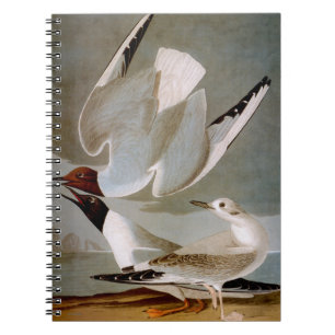 Audubon: Bonaparte's Gull Notebook