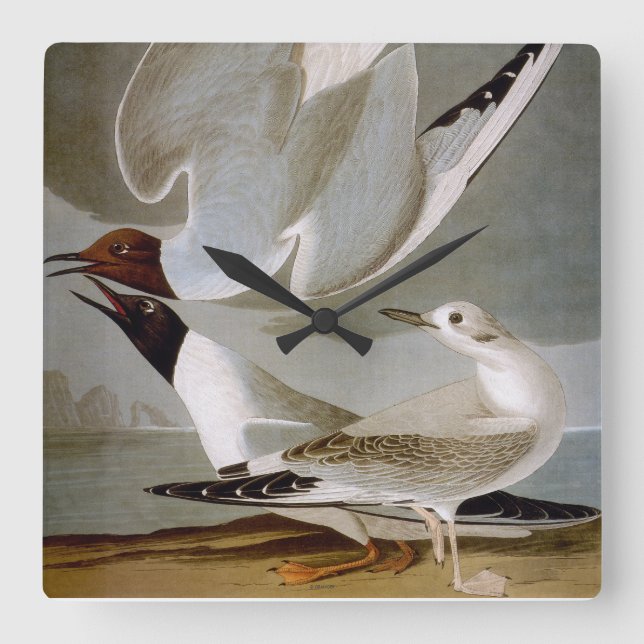 Audubon: Bonaparte's Gull Square Wall Clock (Front)
