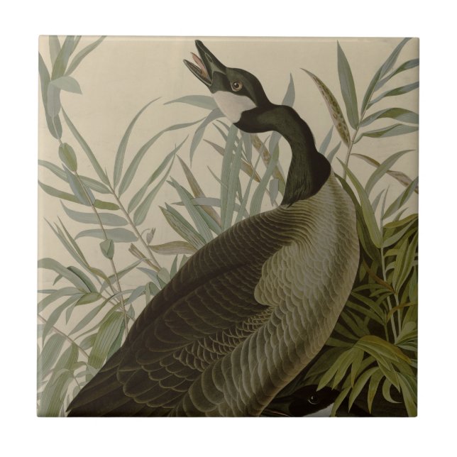 Audubon Canada Goose Wildlife Bird Tile (Front)