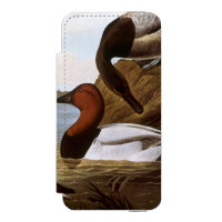Audubon: Canvasback