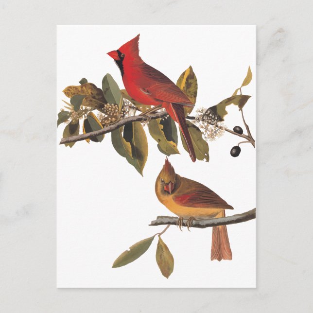 Audubon Cardinal Pair in Wild Almond Tree Postcard (Front)