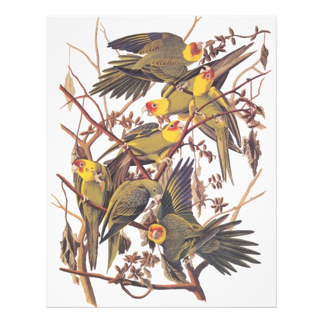 Audubon Carolina Parakeet Photo Print (Front)
