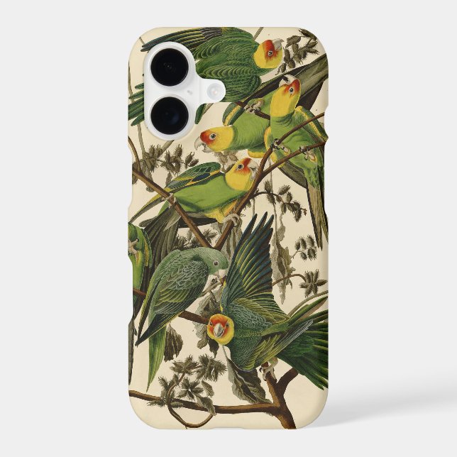 Audubon Carolina Parrot Bird illustration (Back)
