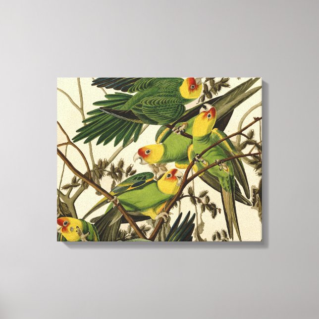 Audubon Carolina Parrot Bird illustration Canvas Print (Front)