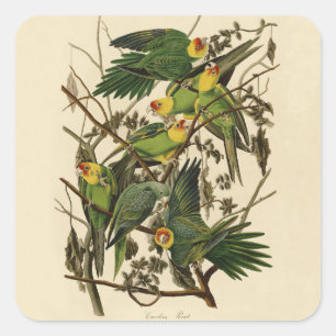 Audubon Carolina Parrot Bird illustration Square Sticker