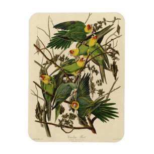 Audubon Carolina Parrot Print Birds of America Magnet