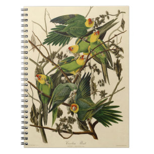 Audubon Carolina Parrot Print Birds of America Spiral Notebook