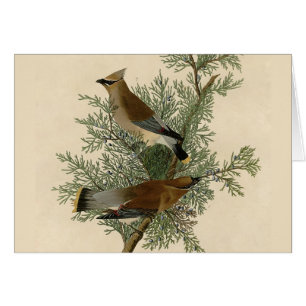 Audubon Cedar Waxwing