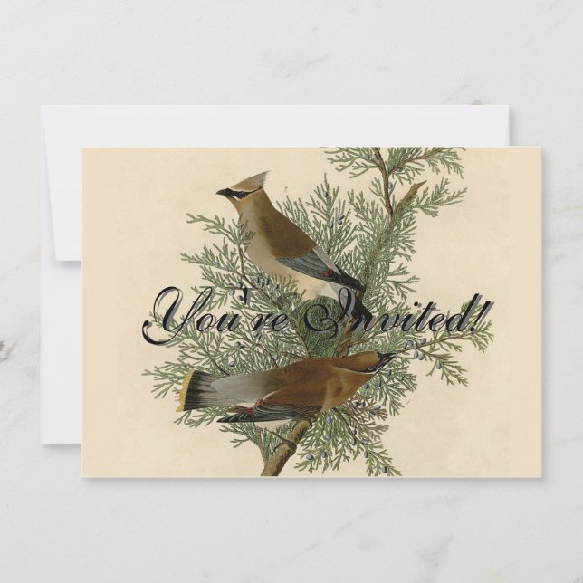 Audubon Cedar Waxwing Bird Invitation (Front)