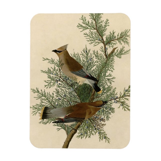 Audubon Cedar Waxwing Bird Magnet (Vertical)