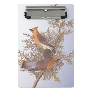 Audubon Cedar Waxwing Bird on Evergreen Juniper Mini Clipboard