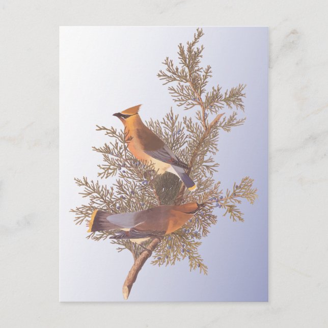 Audubon Cedar Waxwing Bird Postcard (Front)
