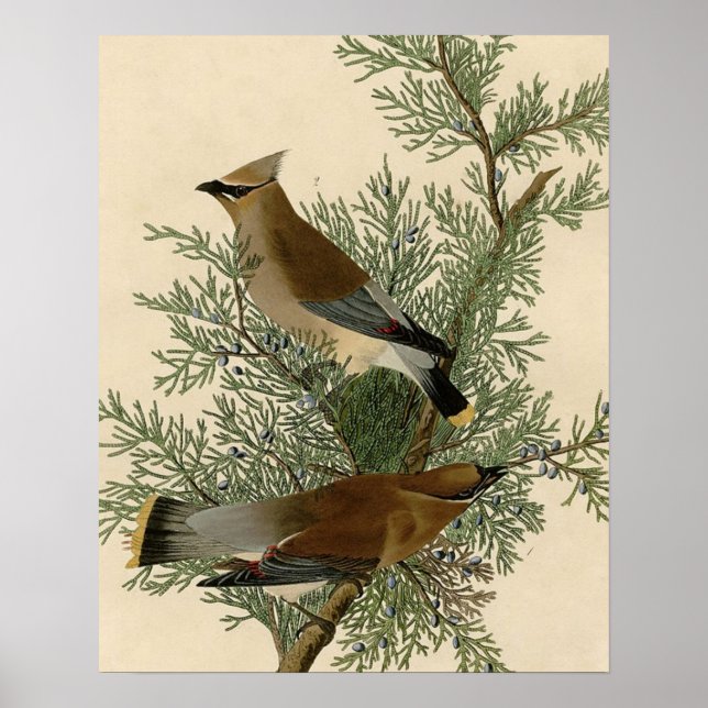 Audubon Cedar Waxwing Bird Poster (Front)