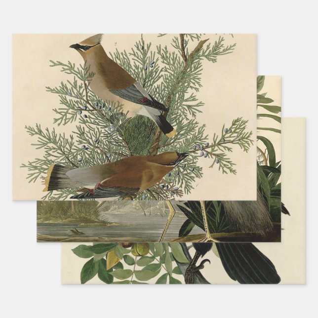 Audubon Cedar Waxwing Bird Wrapping Paper Sheet (Set)