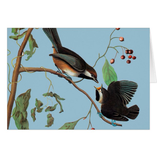 Audubon: Chickadee (Front Horizontal)