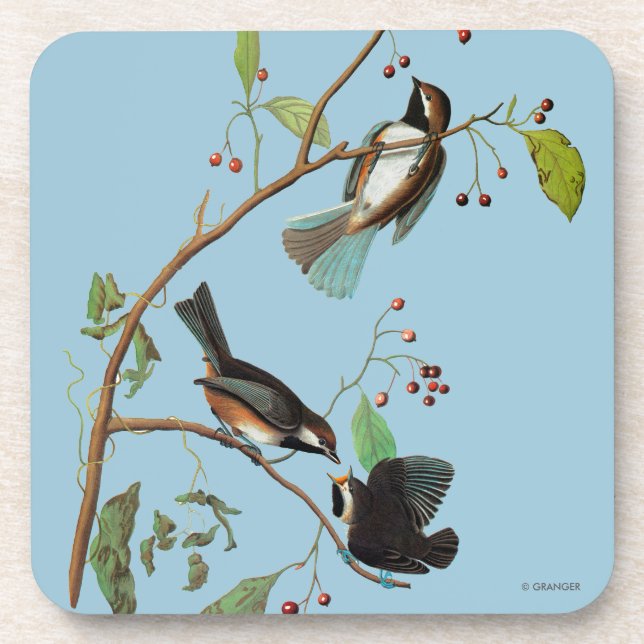 Audubon: Chickadee Coaster (Front)