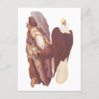 Audubon Classic Bald Eagle with Fresh Catch Fish