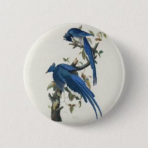 Audubon Columbia Jay Black Throated Magpie Jay 6 Cm Round Badge