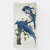 Audubon Columbia Jay Black Throated Magpie Jay