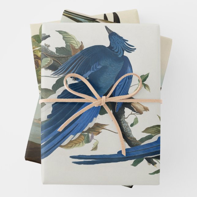 Audubon Columbia Jay Black Throated Magpie Jay Wrapping Paper Sheet (In situ)