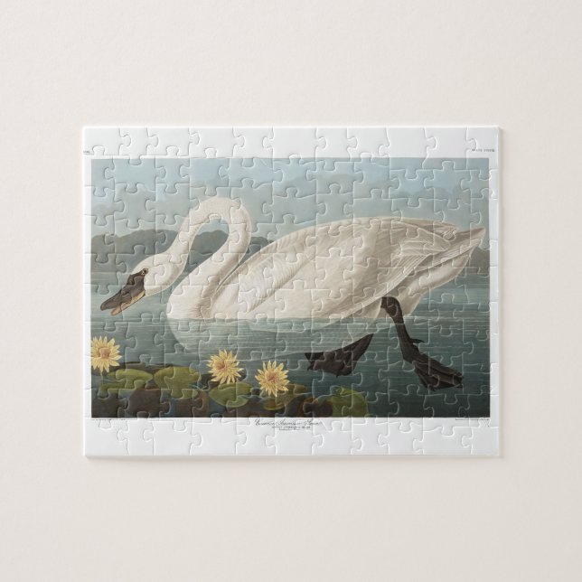 Audubon Common American Swan Jigsaw Puzzle (Horizontal)