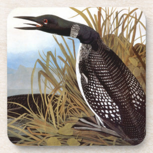 Audubon: Common Loon Coaster