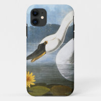 Audubon: Common Swan