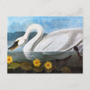 Audubon: Common Swan Postcard