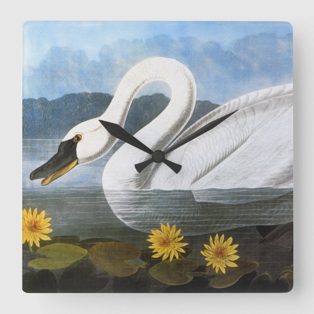 Audubon: Common Swan Square Wall Clock (Front)