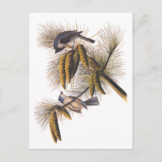 Audubon Crested Titmouse Birds in Pine Tree Postcard (Front)