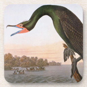 Audubon: Double Crested Cormorant Coaster