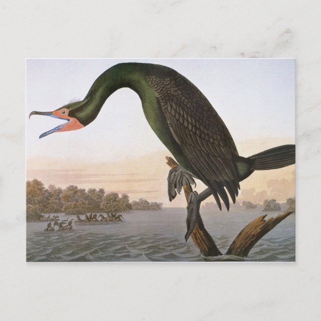 Audubon: Double Crested Cormorant Postcard (Front)
