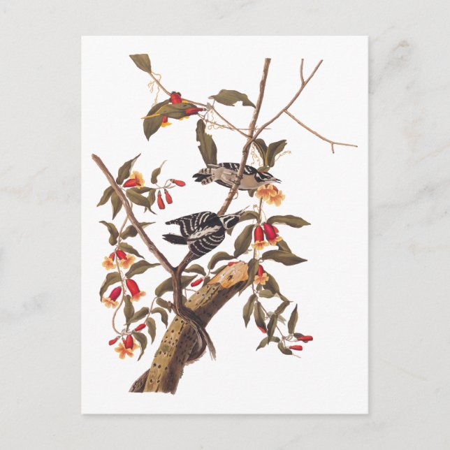 Audubon Downy Woodpecker Couple with Flowers Postcard (Front)