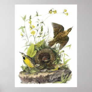 Audubon Eastern Meadowlard Poster