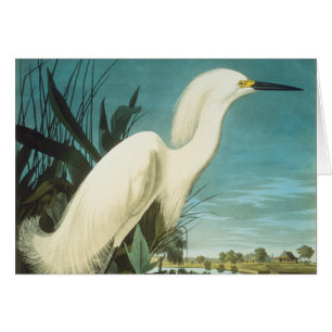 Audubon: Egret