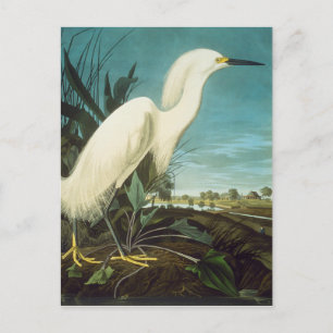Audubon: Egret Postcard