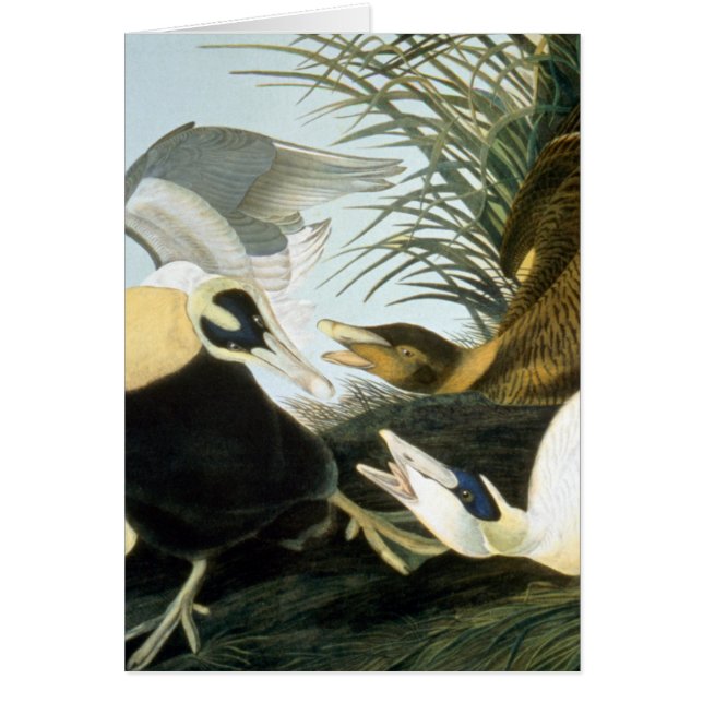 Audubon: Eider Duck (Front)