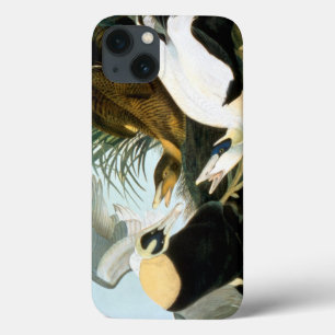 Audubon: Eider Duck iPhone 13 Case
