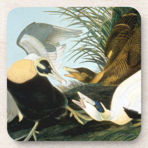 Audubon: Eider Duck Coaster
