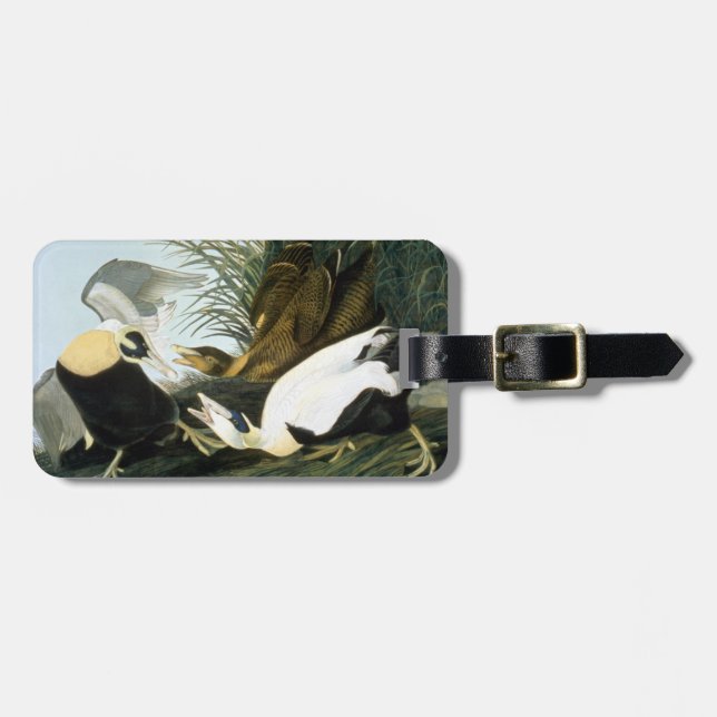 Audubon: Eider Duck Luggage Tag (Front Horizontal)