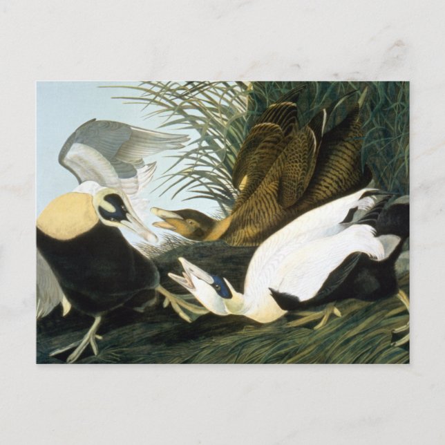 Audubon: Eider Duck Postcard (Front)