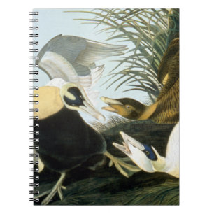 Audubon: Eider Duck Spiral Notebook