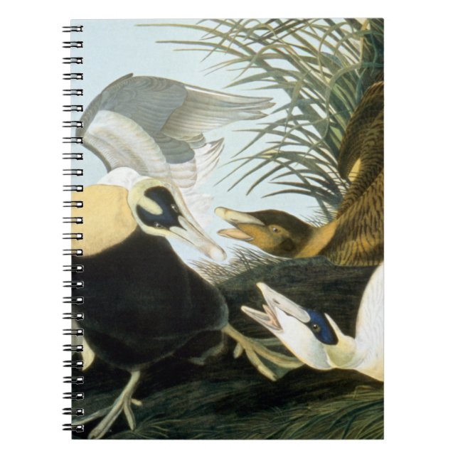 Audubon: Eider Duck Spiral Notebook (Front)
