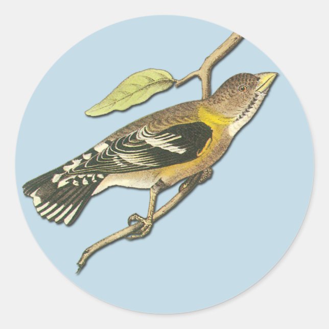 Audubon Evening Grosbeak Bird Art Stickers (Front)