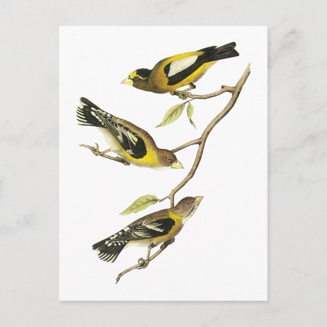 Audubon Evening Grosbeak Postcard (Front)
