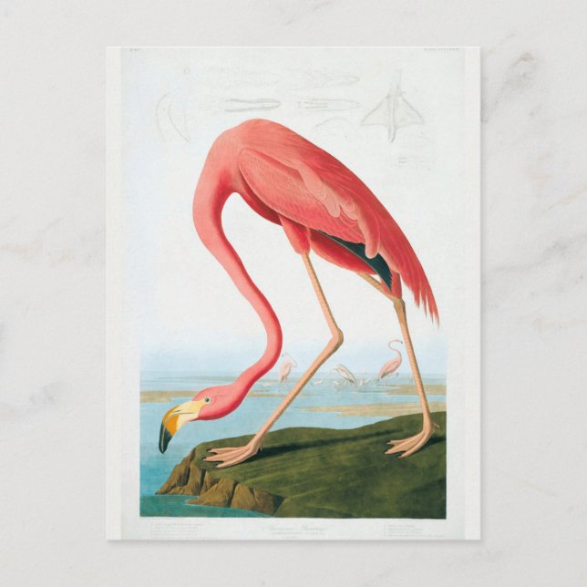 Audubon Flamingo Postcard (Front)