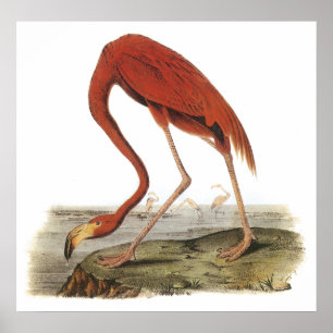 Audubon Flamingo Poster